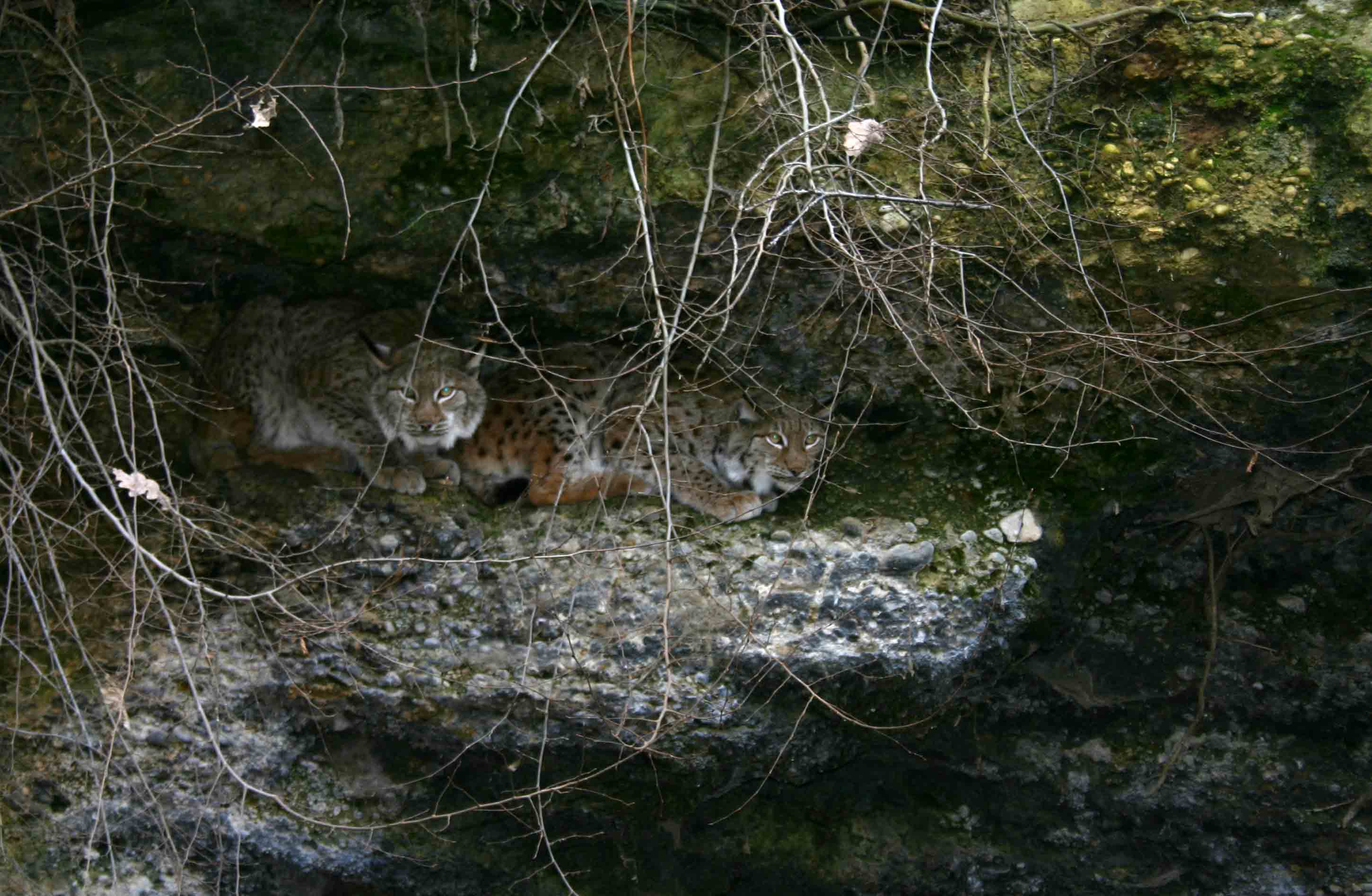 La lince nell'' Appennino centrale